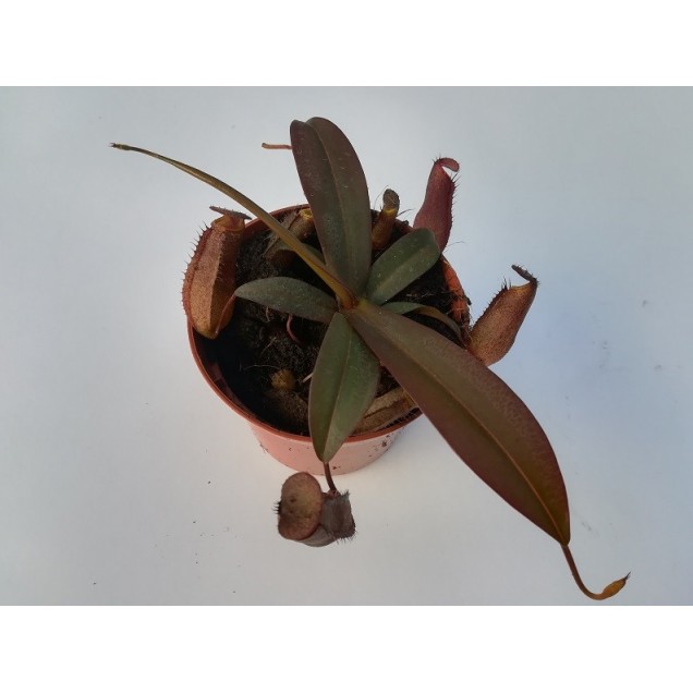 Nepenthes x rebecca soper