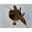 Nepenthes x rebecca soper