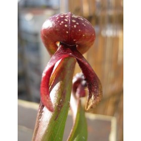 Darlingtonia californica