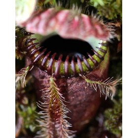 Cephalotus follicularis