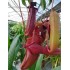 Nepenthes x rebecca soper