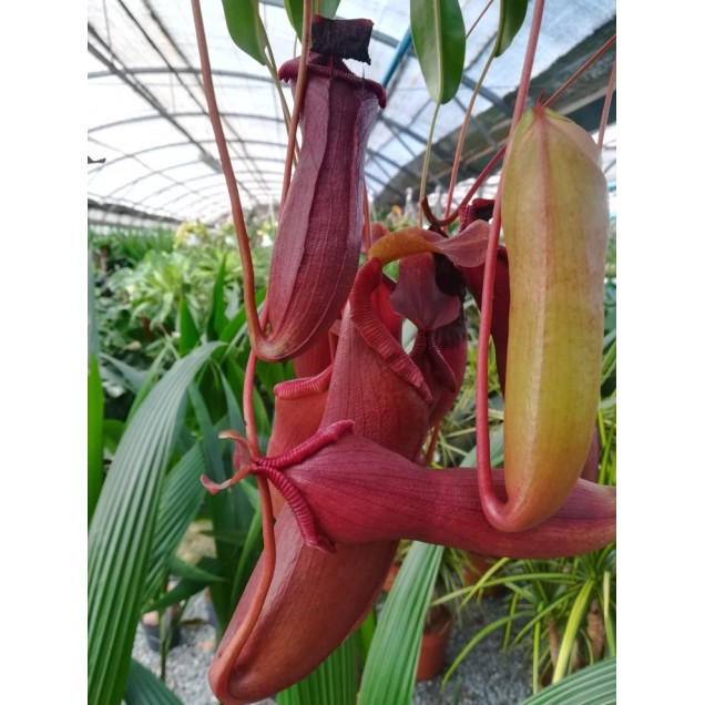 Nepenthes x rebecca soper