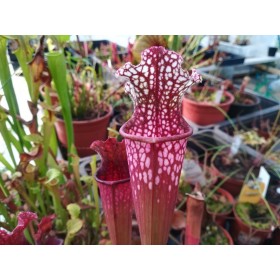 Sarracenia "Stevensii"