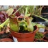 Nepenthes "Gaya"