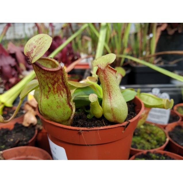 Nepenthes "Gaya"