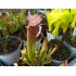 Sarracenia x farnhamii