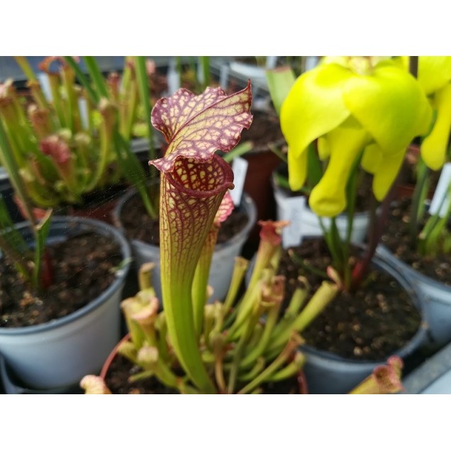 Sarracenia x farnhamii