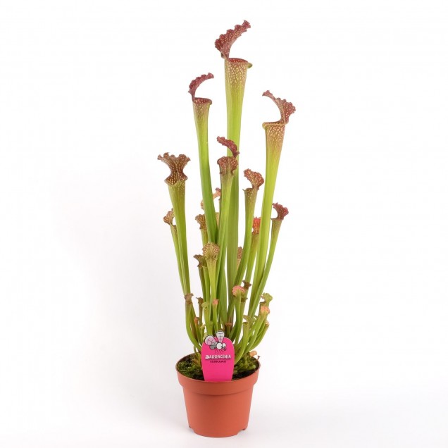 Sarracenia x farnhamii