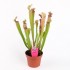 Sarracenia "Stevensii"