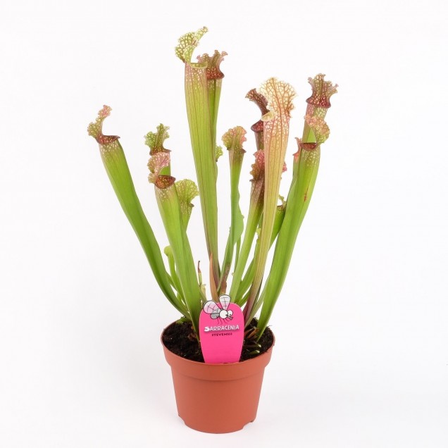 Sarracenia "Stevensii"