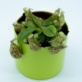 Nepenthes x hookeriana