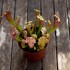 Sarracenia "Velvet"
