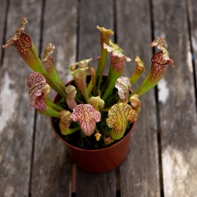 Sarracenia "Velvet"