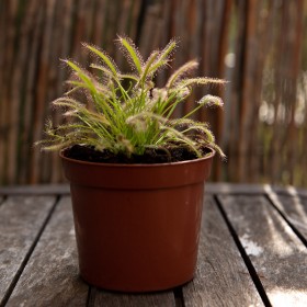 Drosera capensis