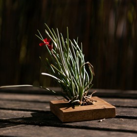 Tillandsia albertiana