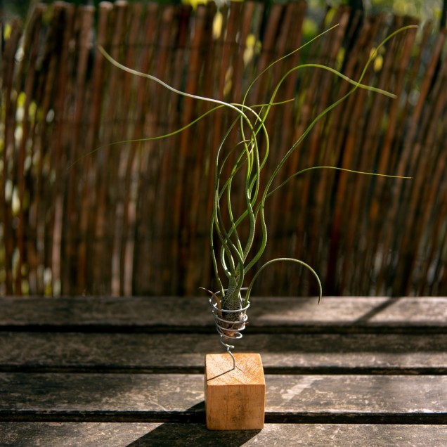 Tillandsia butzii