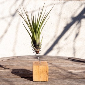 Tillandsia tricolor melanocrater 