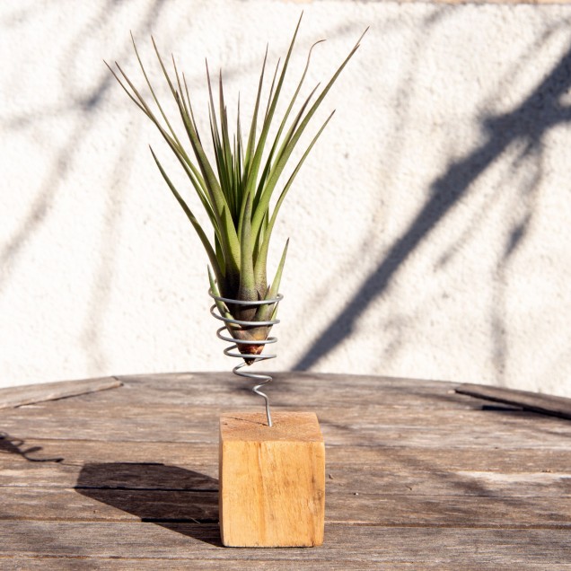 Tillandsia tricolor melanocrater 