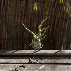 Tillandsia caput medusae