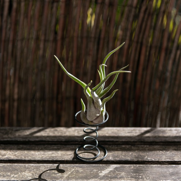 Tillandsia caput medusae