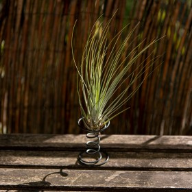 Tillandsia juncea