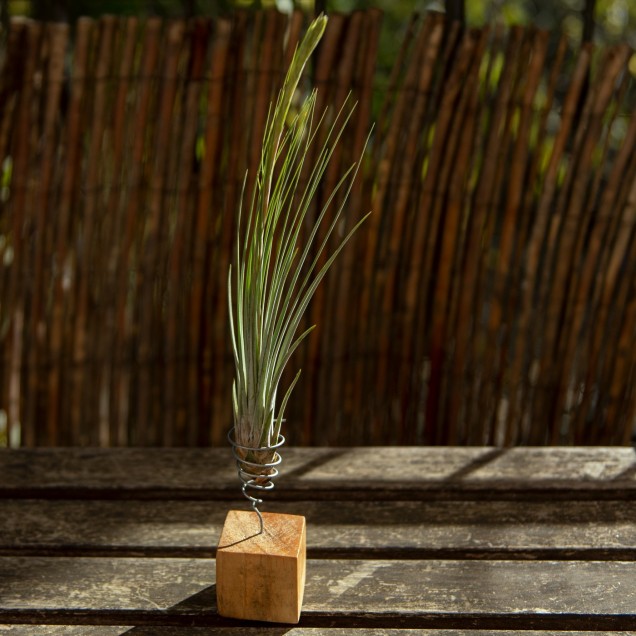 Tillandsia juncea
