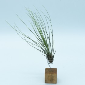 Tillandsia juncifolia