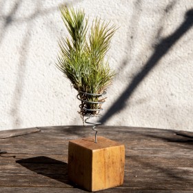 Tillandsia funckiana