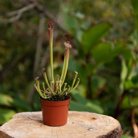 Sarracenia x farnhamii