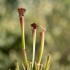 Sarracenia x farnhamii