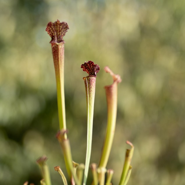 Sarracenia x farnhamii