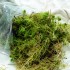 Musgo Sphagnum (vivo)