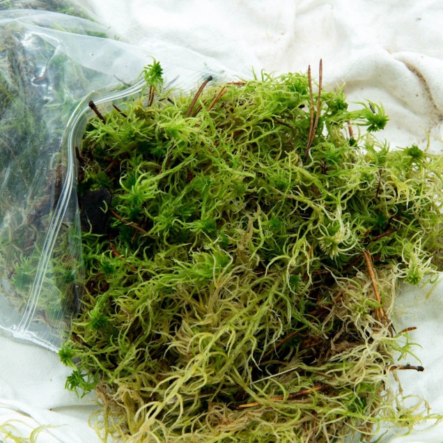 Musgo Sphagnum (vivo)