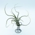 Tillandsia baileyi