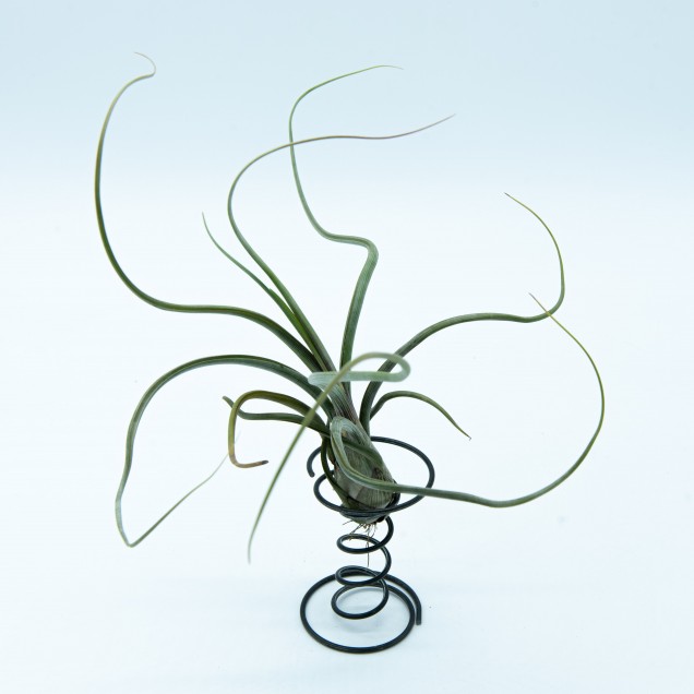 Tillandsia baileyi