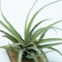 Tillandsia capitata peach