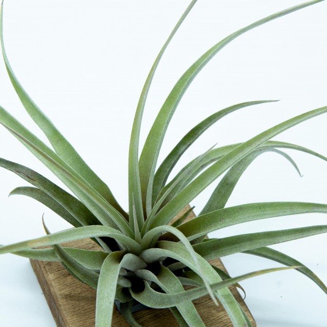 Tillandsia capitata peach