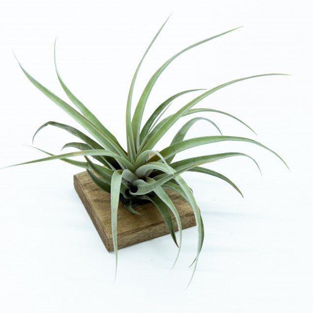 Tillandsia capitata peach