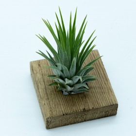 Tillandsia ionantha ionantha 
