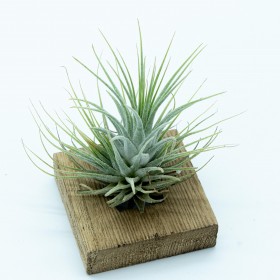 Tillandsia ionantha silver
