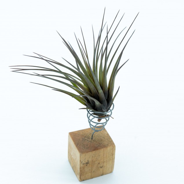 Tillandsia tricolor melanocrater 