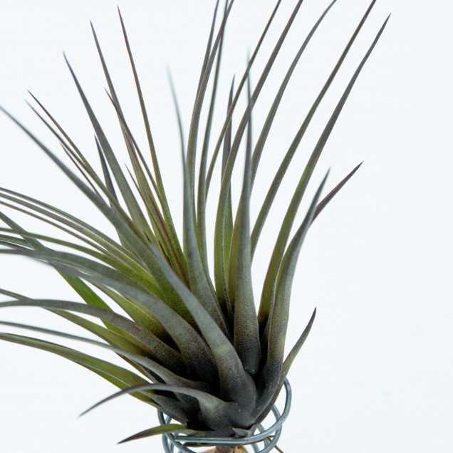Tillandsia tricolor melanocrater 