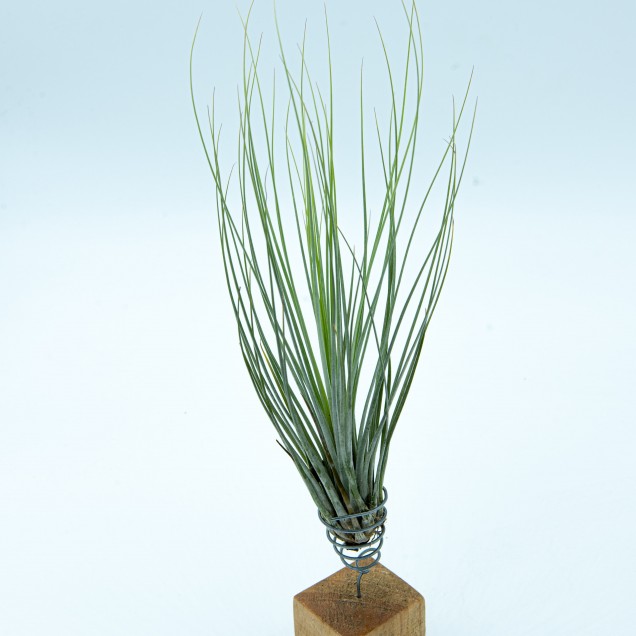 Tillandsia juncifolia