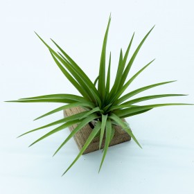 Tillandsia brachycaulos var. multiflora