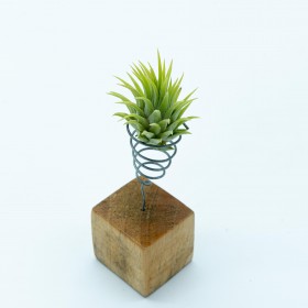 Tillandsia ionantha rubra