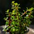 Portulacaria variegata