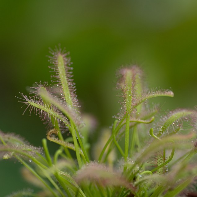 Drosera capensis