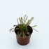 Drosera capensis