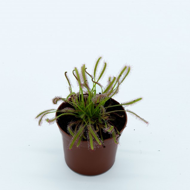 Drosera capensis