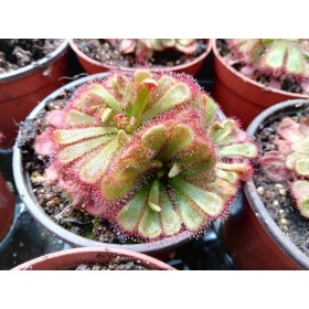 Drosera aliciae